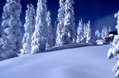 tree covered with snow photo