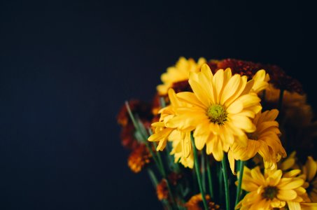 yellow petaled flowers