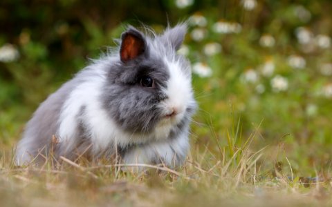 gray and white bunny photo