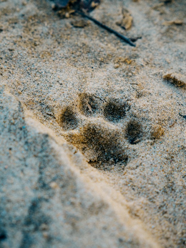 Dog, Animal, Paw print