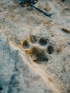 Dog, Animal, Paw print photo