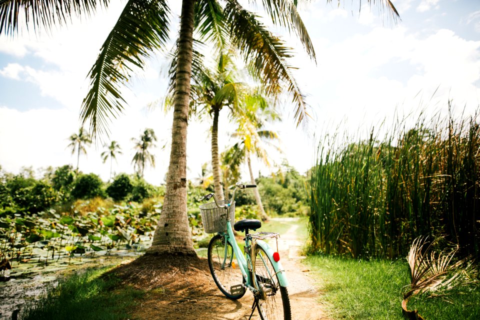 blue beach cruiser bike near on the coconut tree