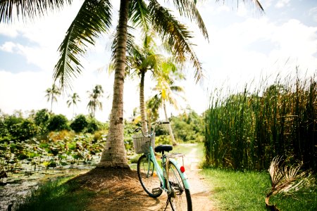 blue beach cruiser bike near on the coconut tree