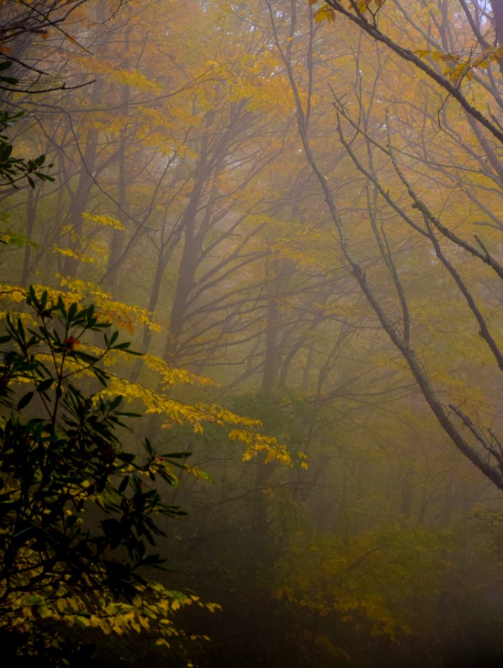 close up photo of green leaf trees on forest
