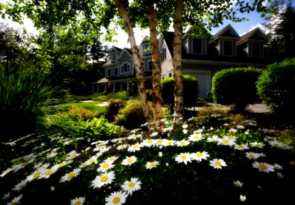 white and yellow daisies in front of gray and black wooden house during day photo