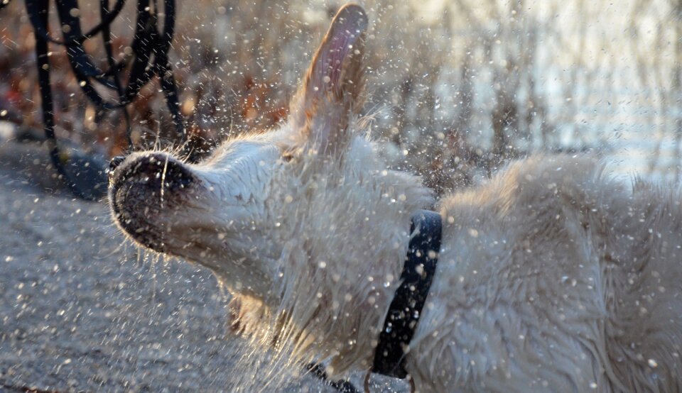 Animal nature fun