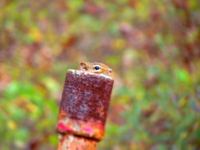 focus photography of squirrel inside brass-colored pipe photo