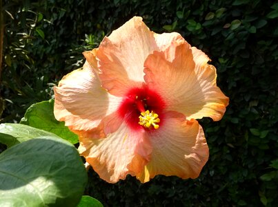 Rosa sinensis china rose flora photo