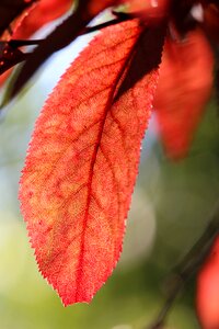Leaf red red leaves photo