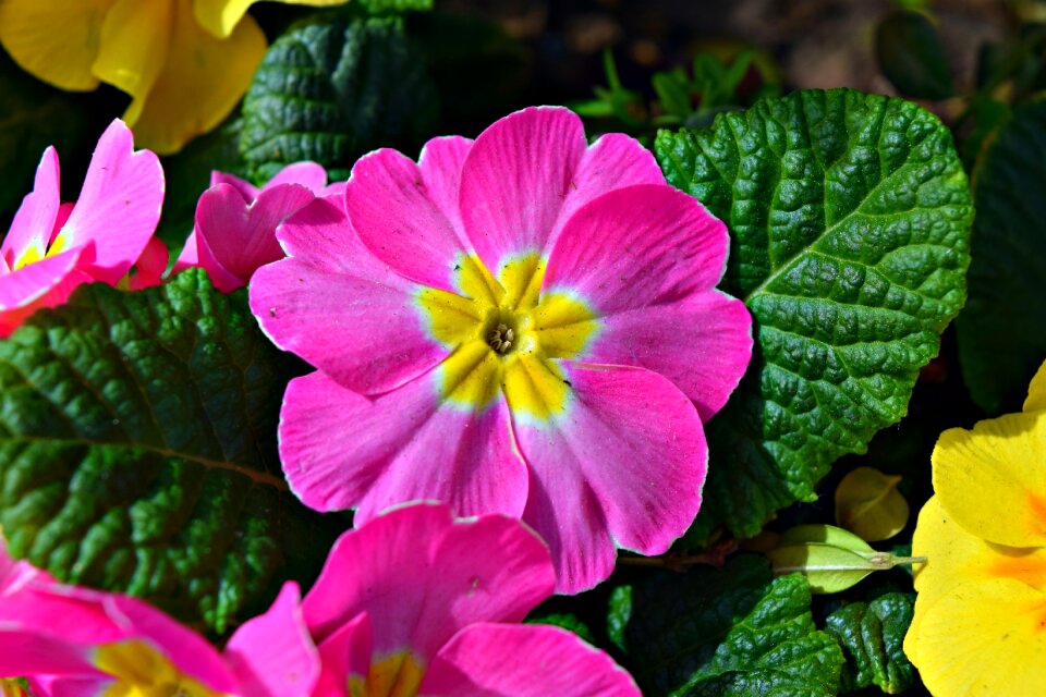 Prime rose pink flower