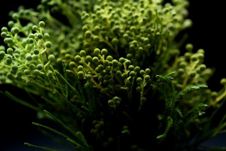 macro photography of green leafed plant photo