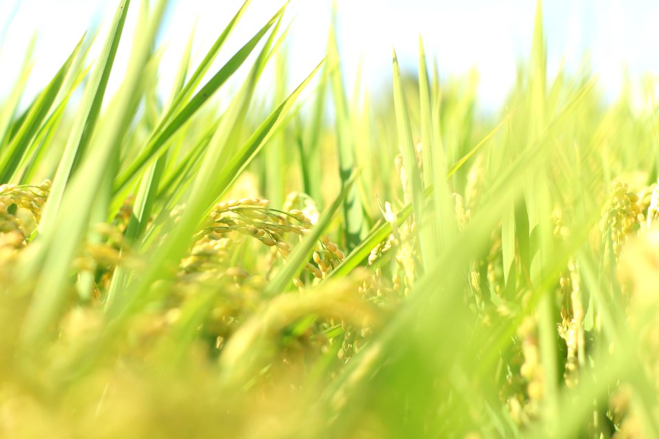 Chiayi city, Taiwan, Jhih