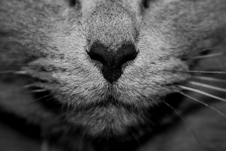 A black-and-white macro shot of a cat's nose photo