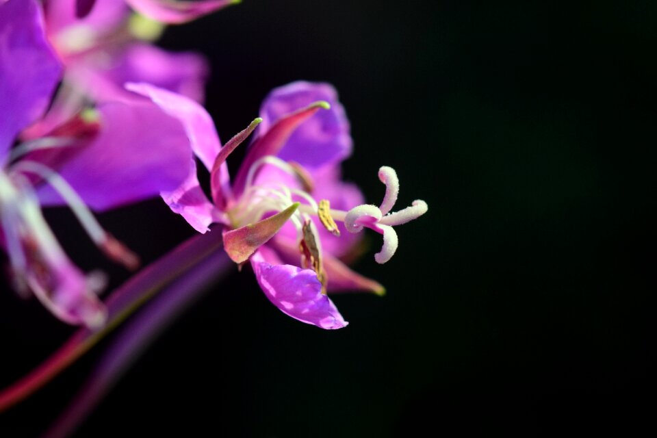 Flower purple pink