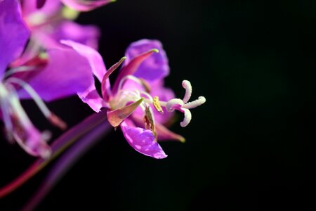 Flower purple pink