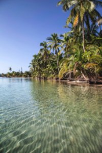 green coconut trees on sea water under blue sky during daytime photo