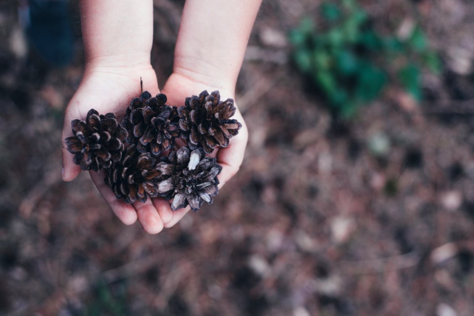 children holding brown conifer cones during daytime