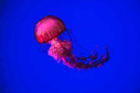 pink jellyfish swimming underwater photo