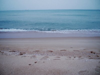 Korea, Clam, Winter sea photo