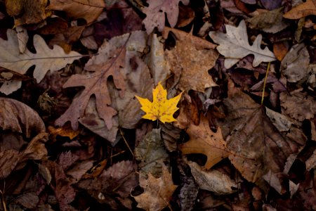 Little chute, United states, Yellow