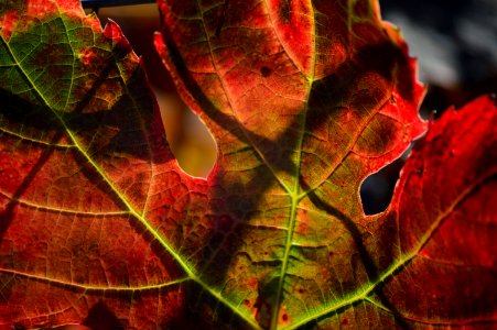 Paso robles, United states