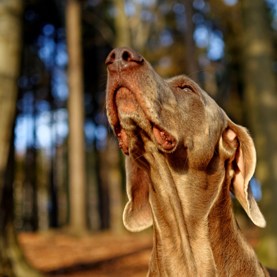 Dog weimaraner portrait head