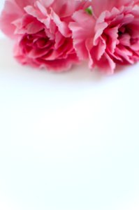 Carnation, Flat lay, White space photo