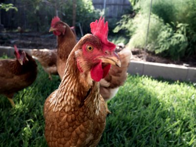 Backyard, Chickens