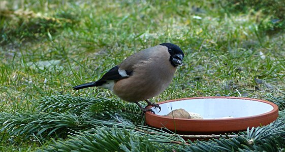 Female garden foraging photo