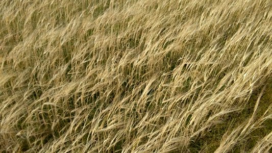 Bread, Growing, Seasons