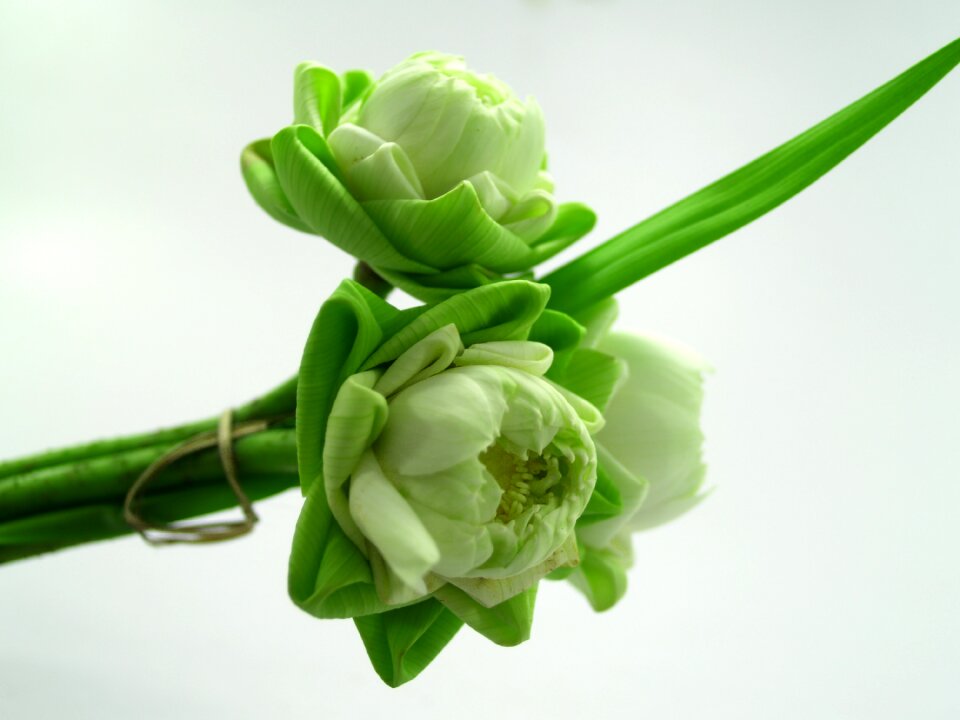 Decoration blooming aquatic