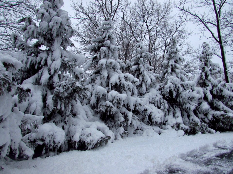Miller place, United states, Snow