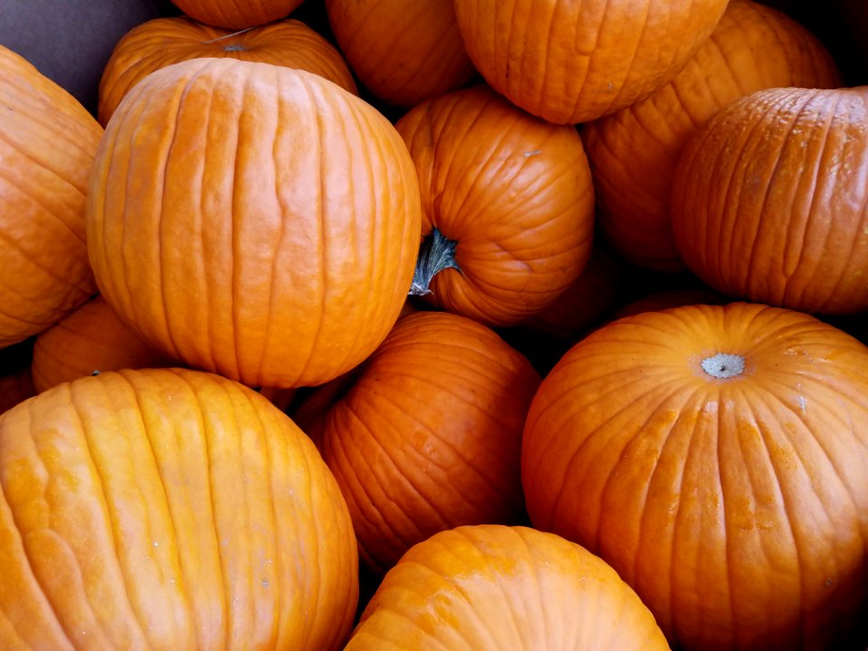 Harvest, Halloween, Fall