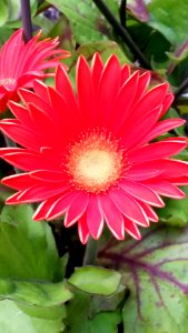 Beauty, Flowers