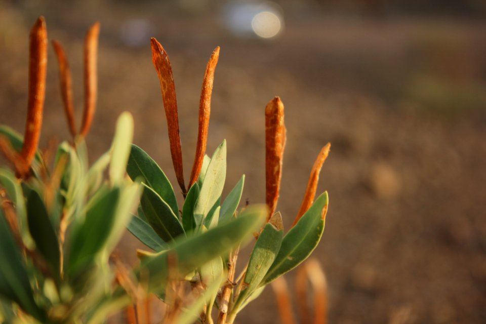 Plant