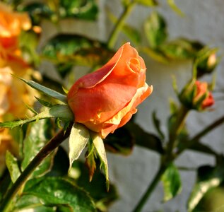 Half open floribunda rosebush photo