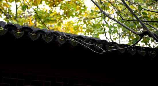 China, Shanghai, Yellow