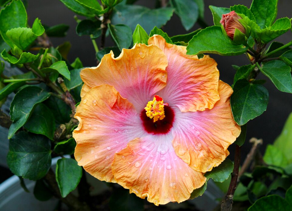 Flower morning rain drops