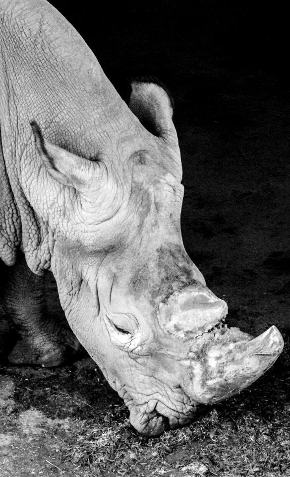 Zoolgico, Braslia, Brazil