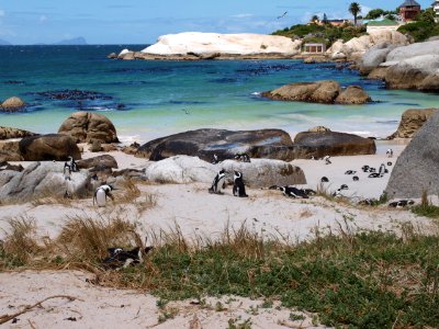 Cape town, South africa, Boulders beach photo