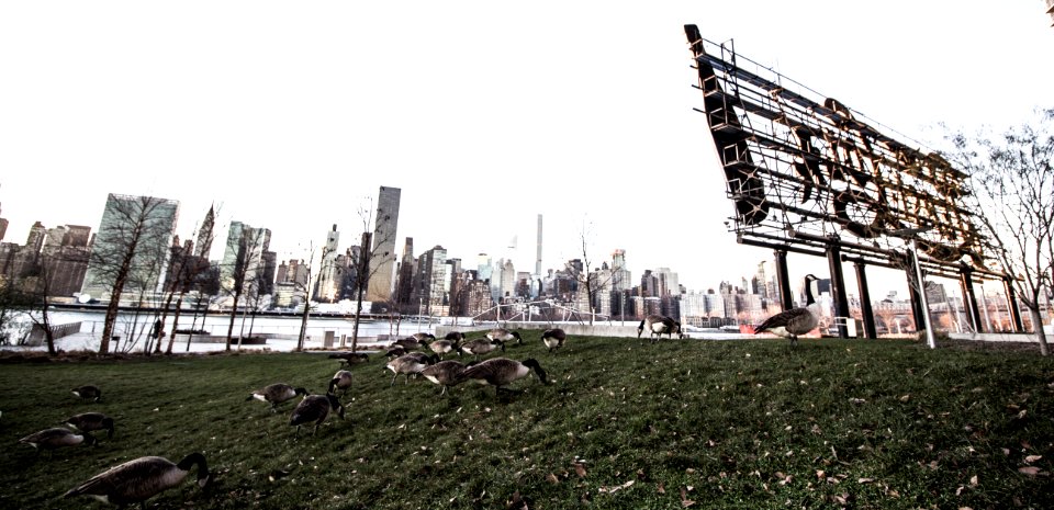 New york, United states, Duck