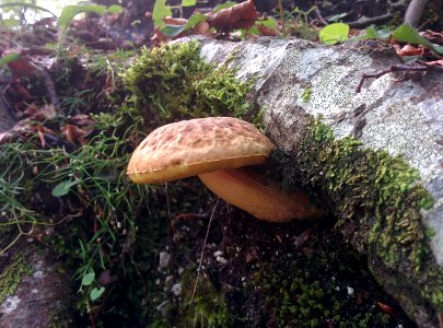 Morino, Italia, Moss