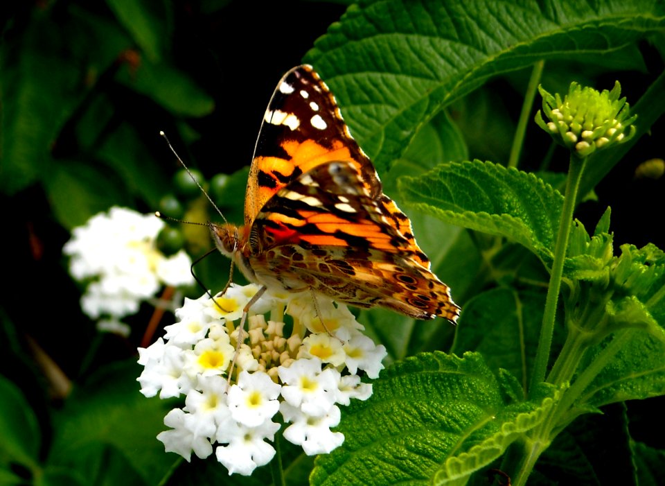 Butterfly, White, Colors