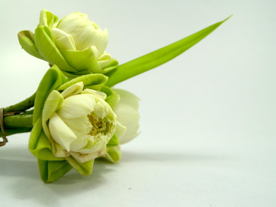 Decoration blooming aquatic