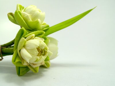 Decoration blooming aquatic