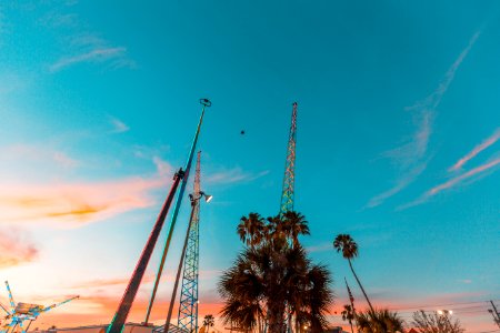 Sunset, Florida, Palm tree photo