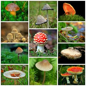 Forest forest floor moss photo