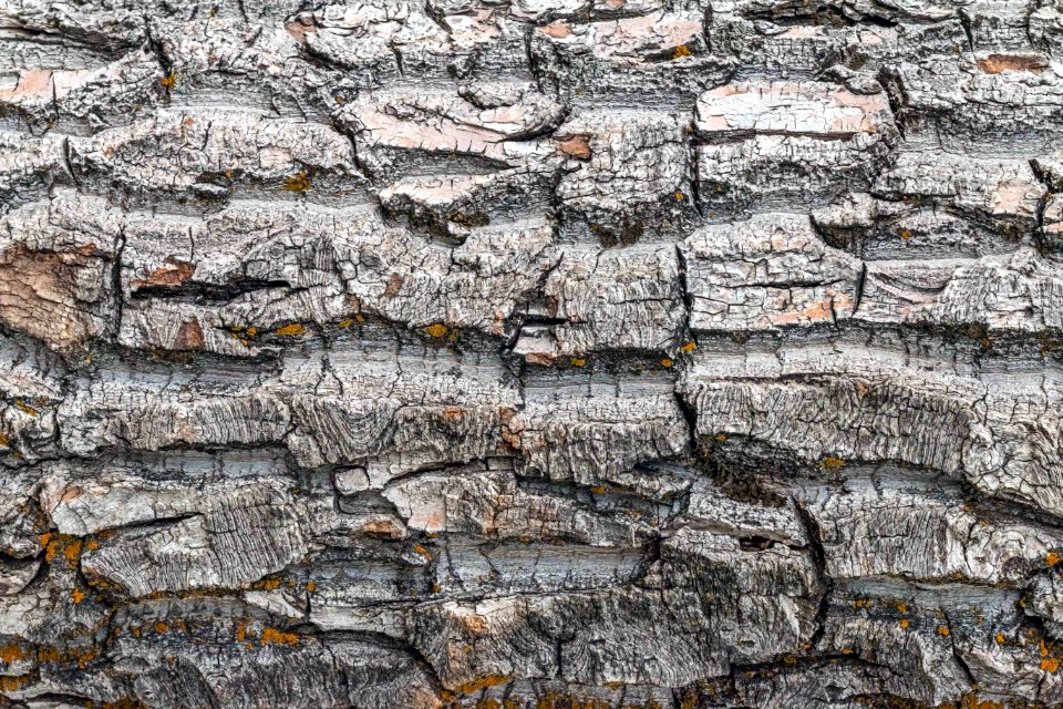 Waterton park, Canada, Texture