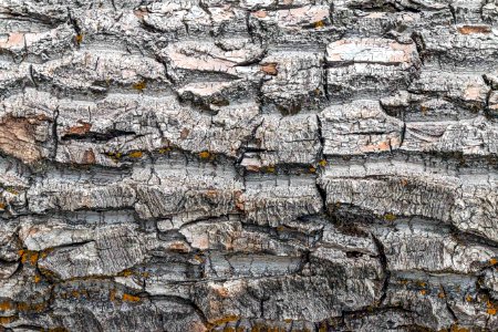 Waterton park, Canada, Texture