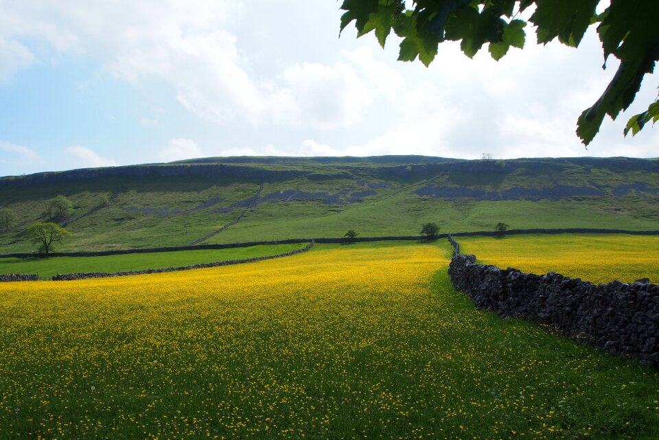 Buttercups stone walls fields